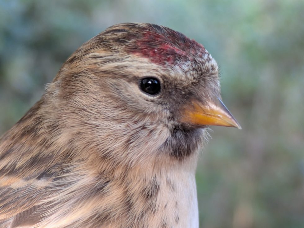 Lesser Redpoll © Matt Scragg