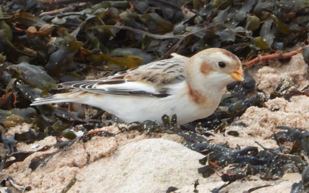 Snow Bunting © Matt Scragg