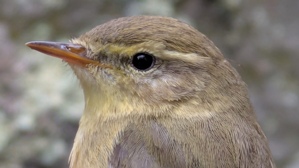 Willow Warbler © Matt Scragg