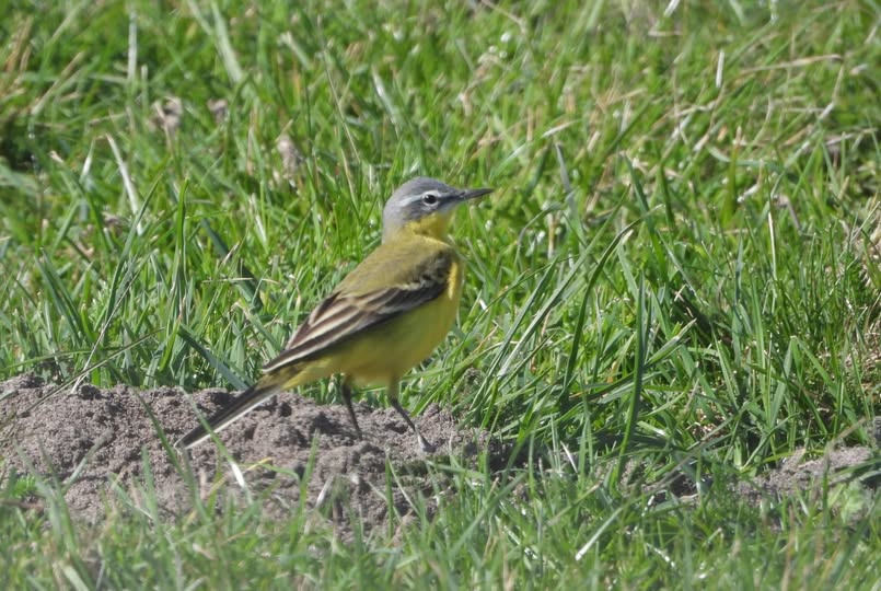 Blue-headed Wagtail (<i>Motacilla flava flava</i>) with the ponies at Whitegates © Charlotte Foote